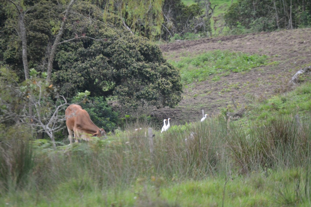 Western Cattle Egret - Miguel Arcángel García Pardo