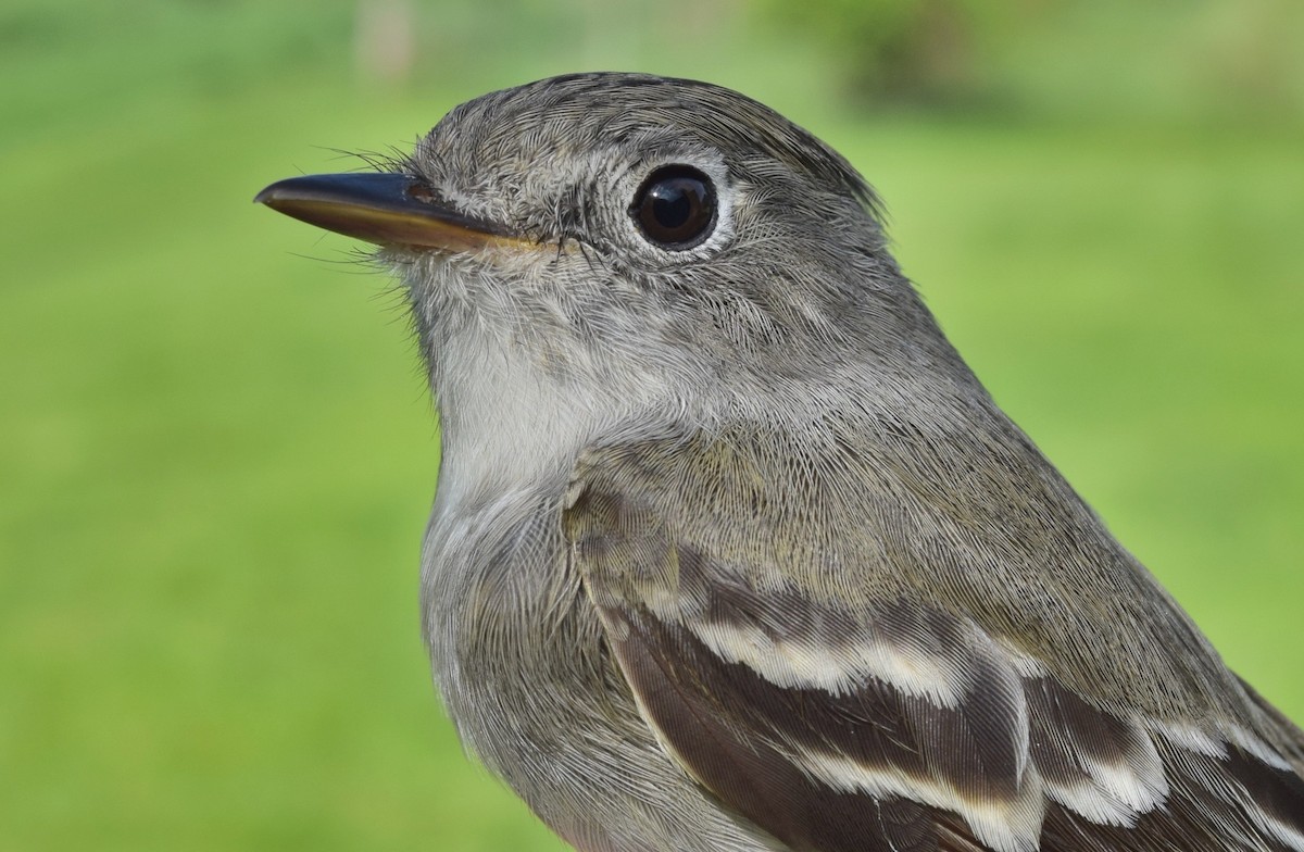 Least Flycatcher - Olivia Smith