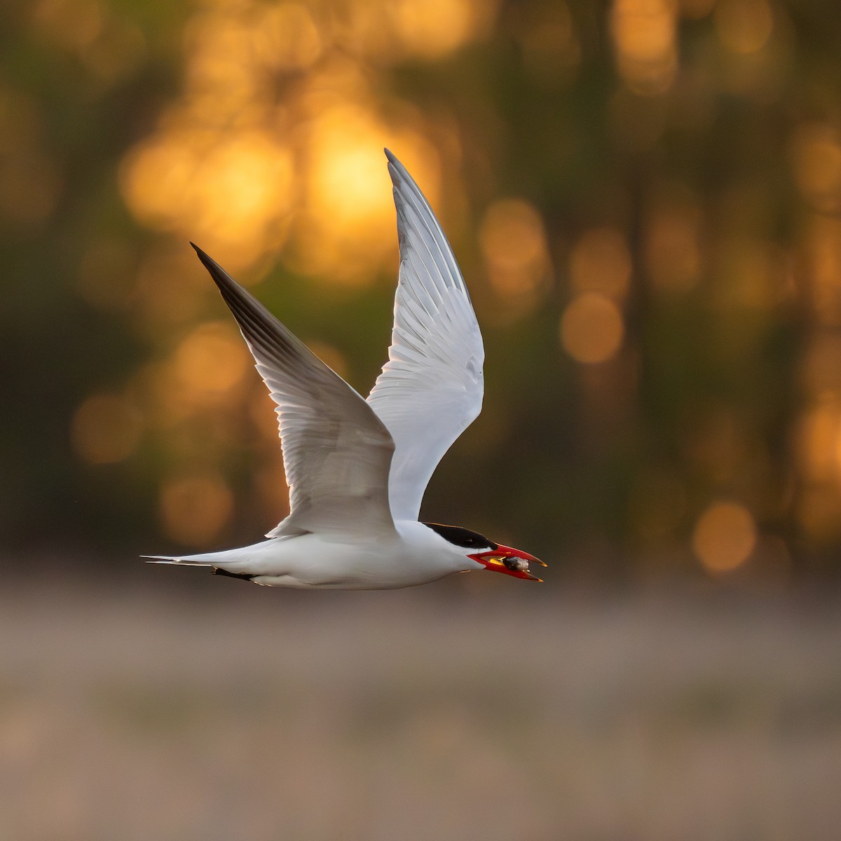 Caspian Tern - Andre LaRoche