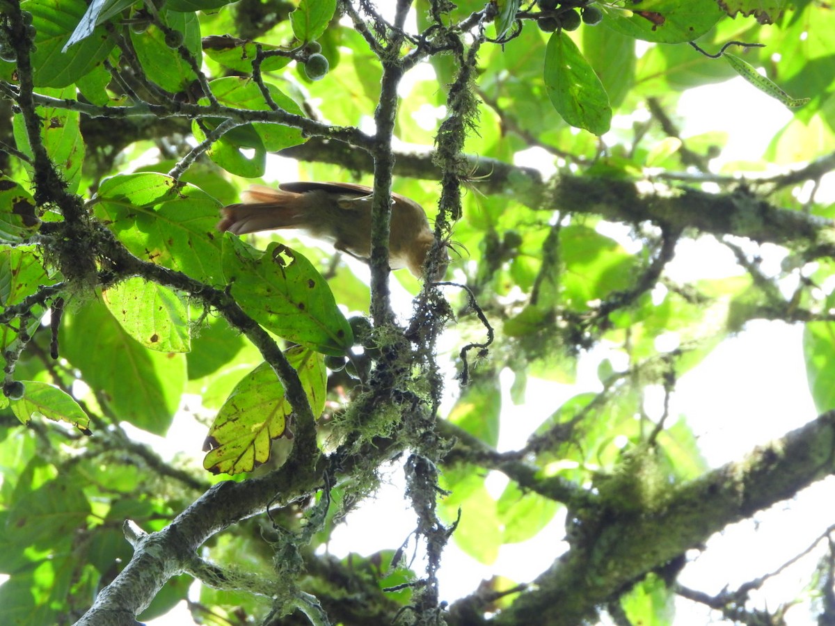 Buff-fronted Foliage-gleaner - Francisco Contreras @francontreras.80