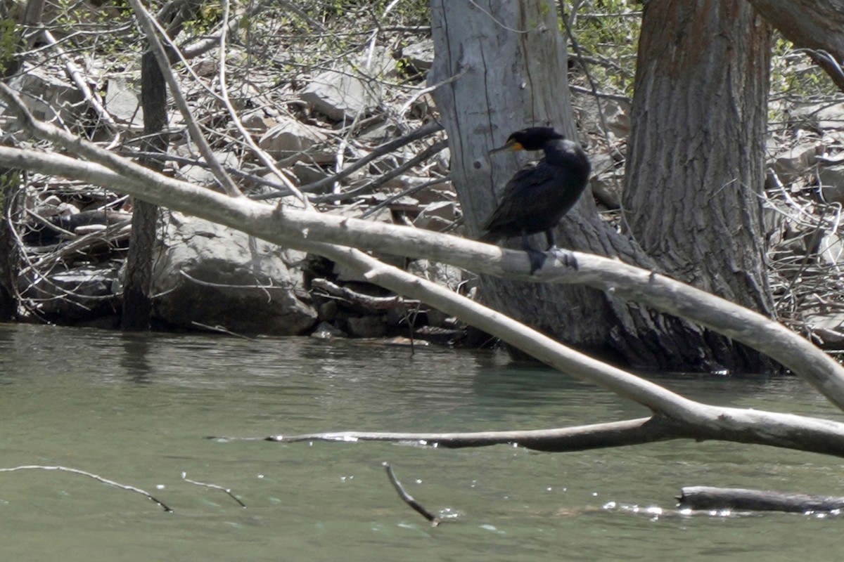 Double-crested Cormorant - Kenny Frisch