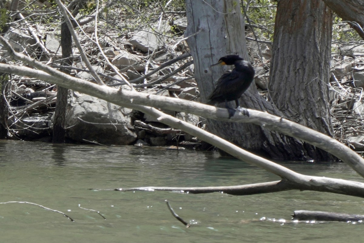 Cormoran à aigrettes - ML618989169