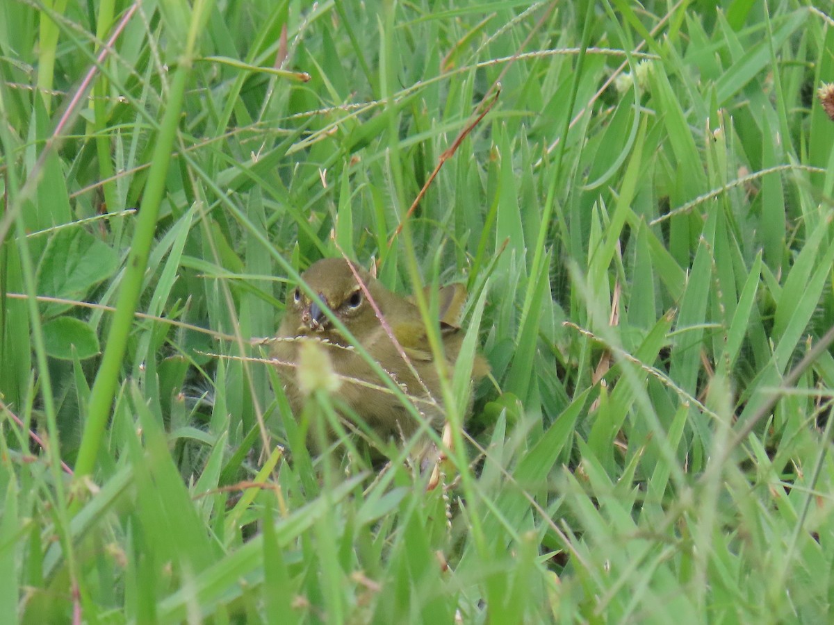 Yellow-faced Grassquit - Sandra Lema