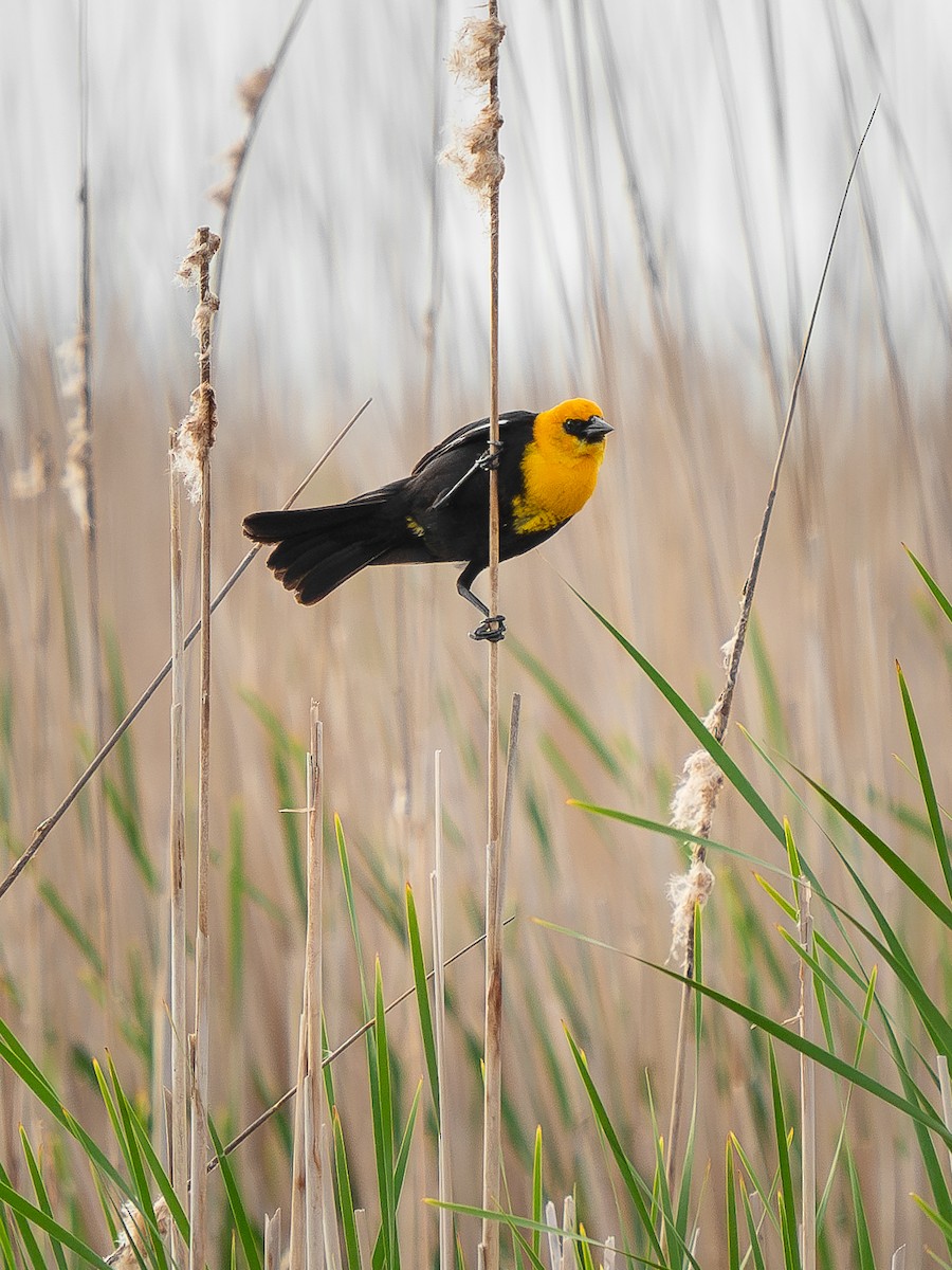 Yellow-headed Blackbird - Andre LaRoche