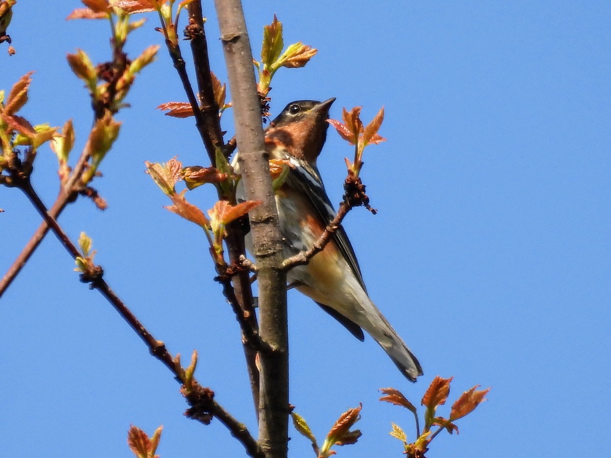 Bay-breasted Warbler - Lisa Schibley