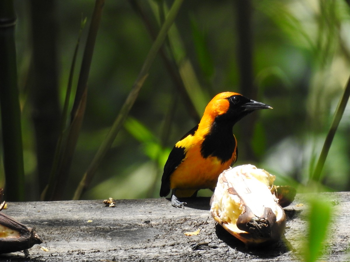 Orange-crowned Oriole - ML618989197