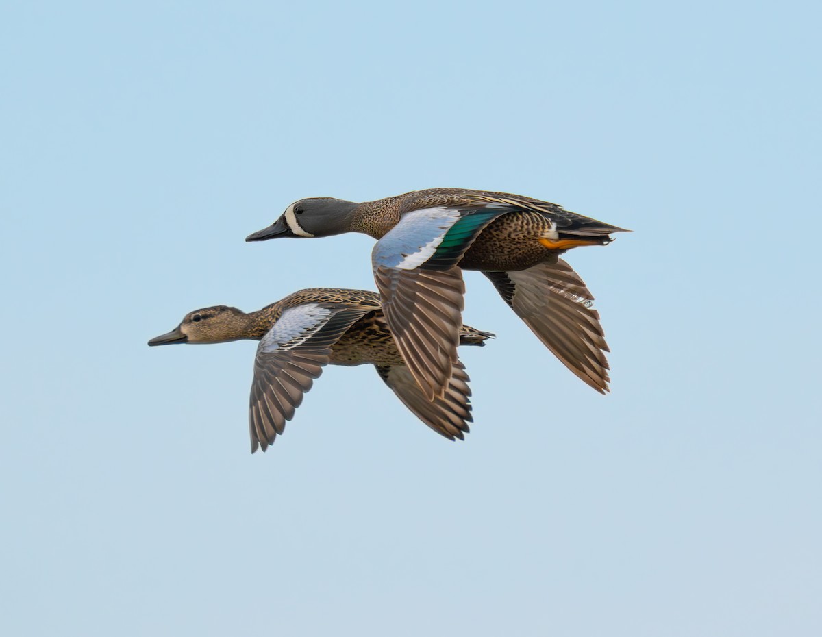 Blue-winged Teal - Andre LaRoche