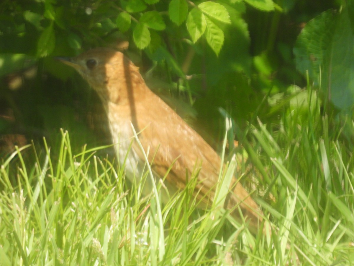 Veery - Lisa Schibley