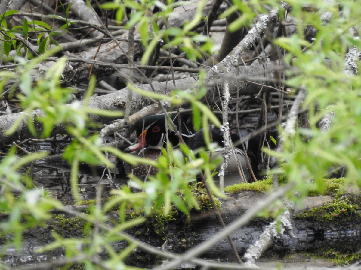 Wood Duck - ML618989245