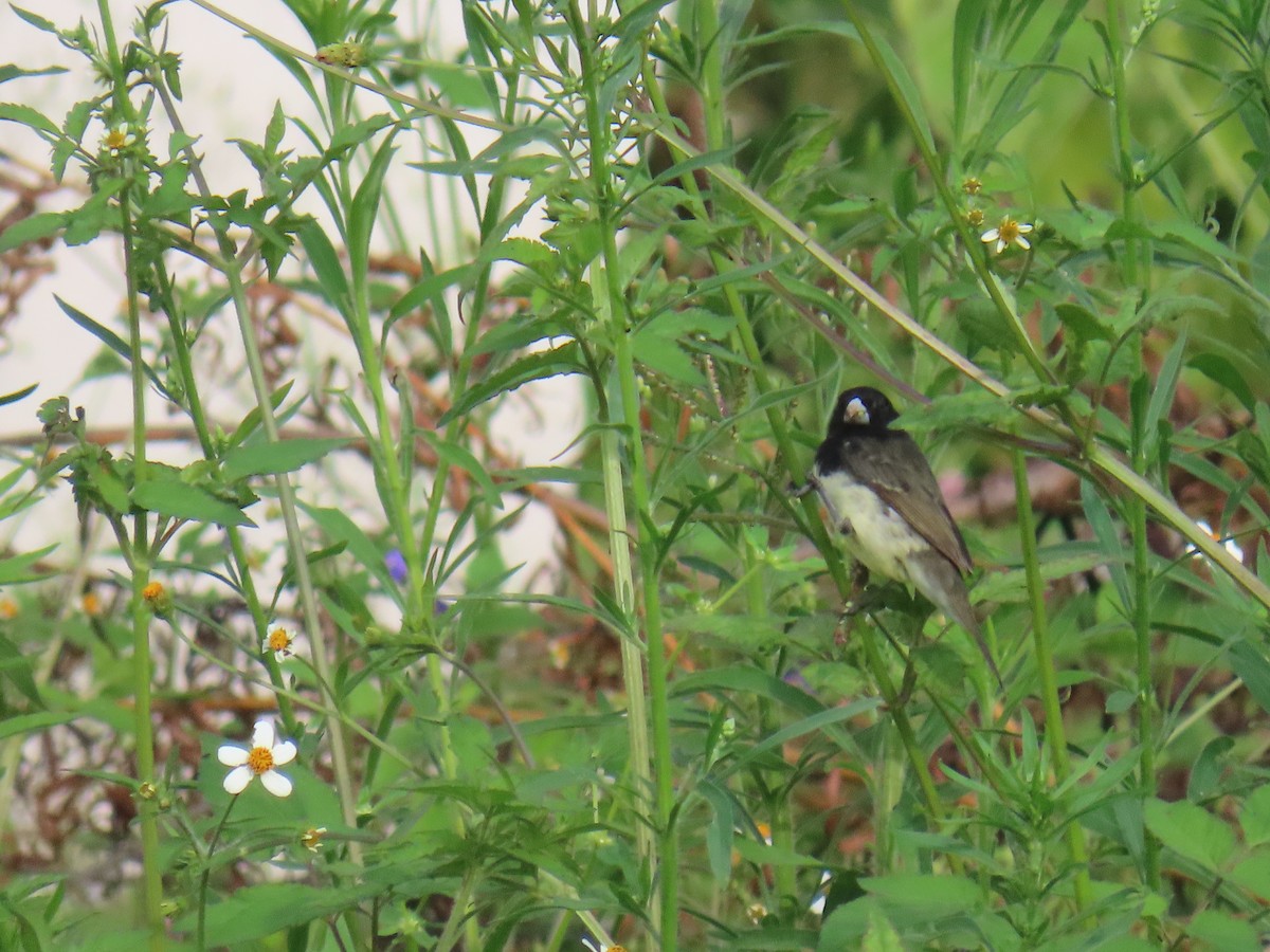 Yellow-bellied Seedeater - Sandra Lema