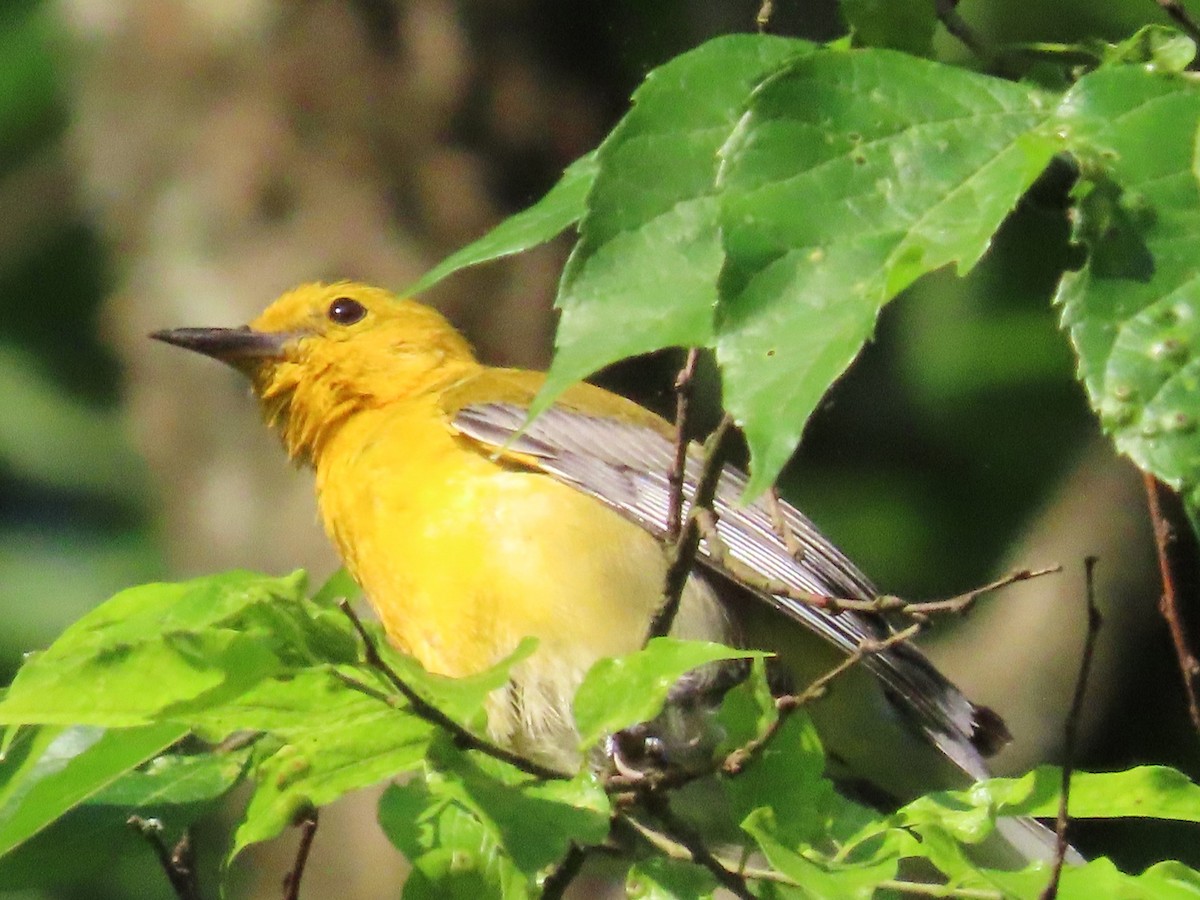 Prothonotary Warbler - Teresa Noel