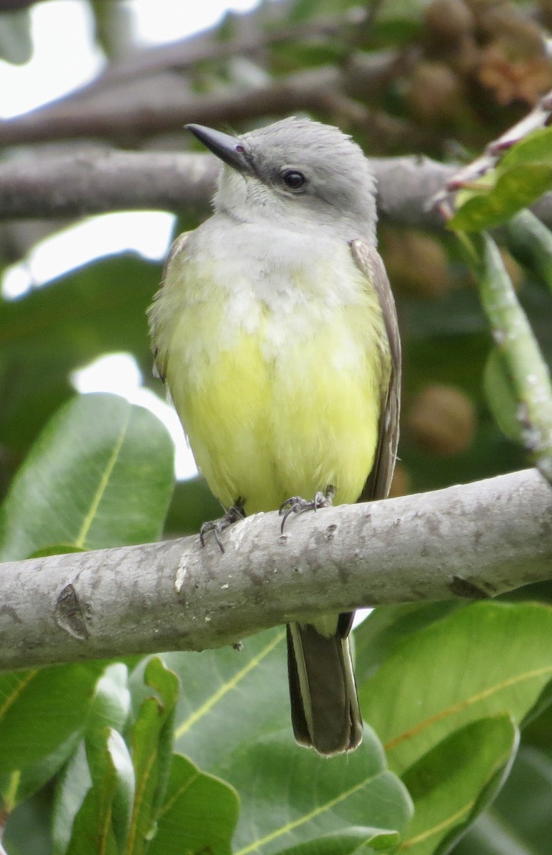 Western Kingbird - Thomas Wurster