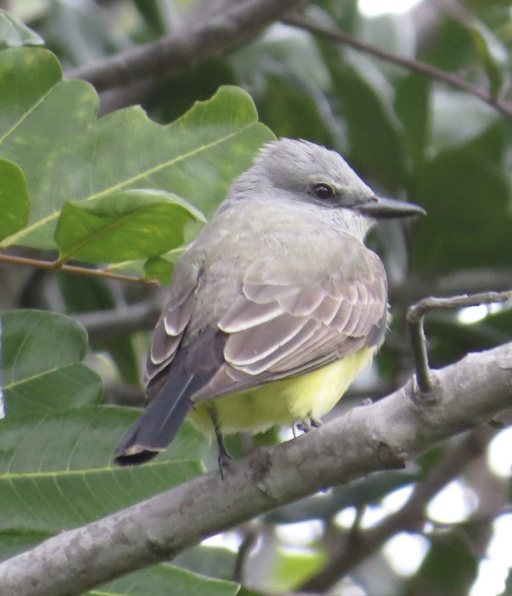 Western Kingbird - Thomas Wurster