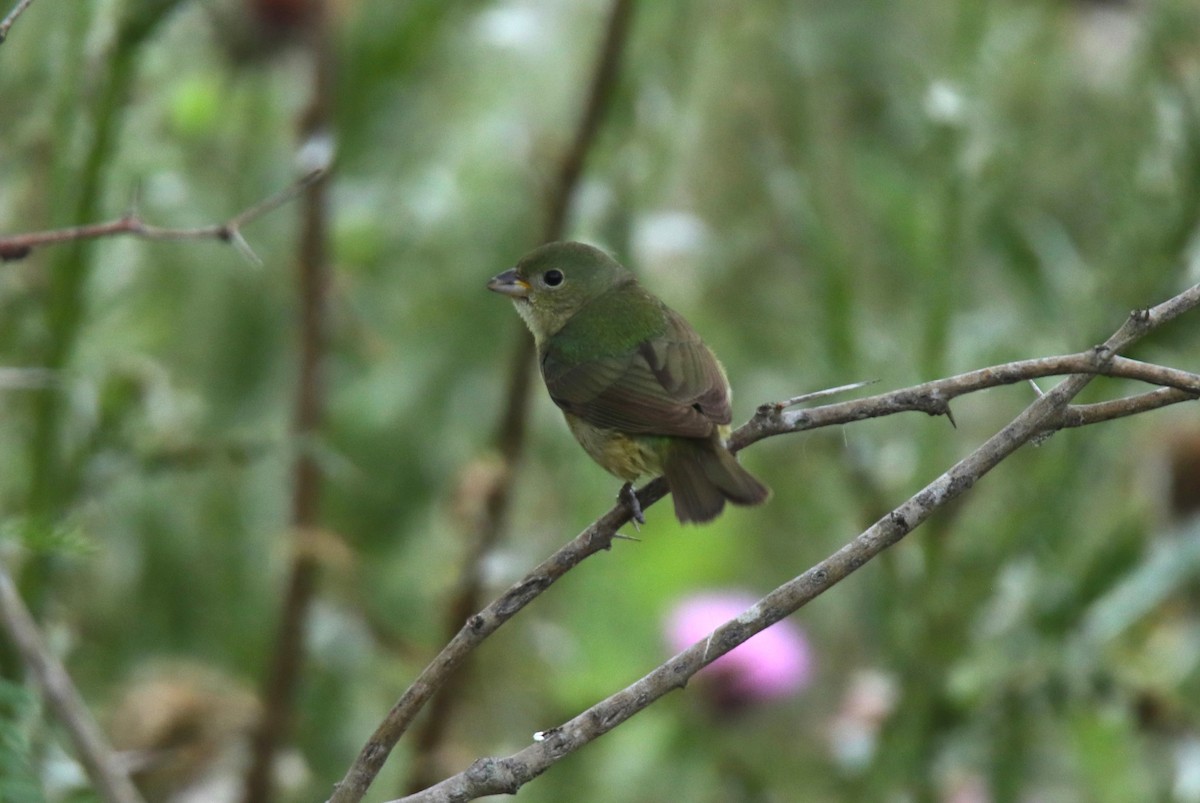 Painted Bunting - ML618989261