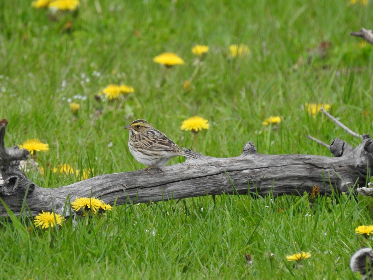 Savannah Sparrow - ML618989267