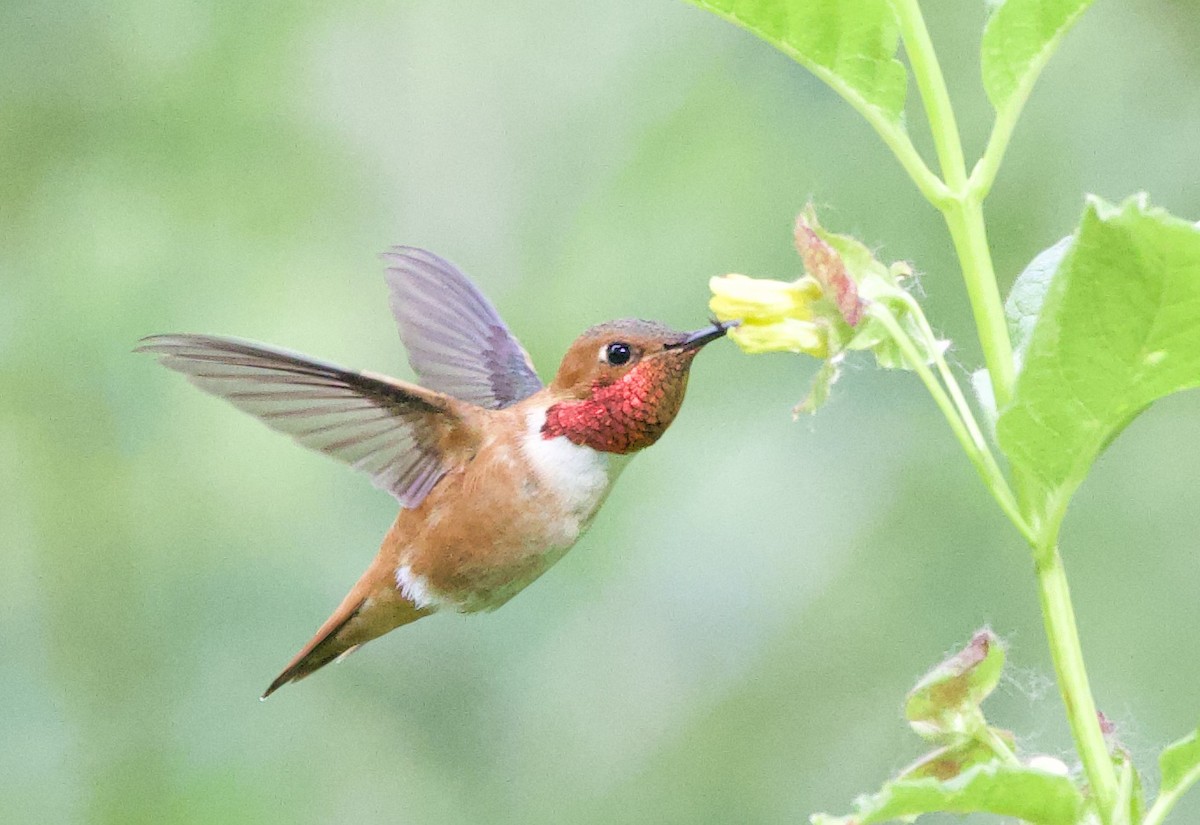 Rufous Hummingbird - Sue Flecker
