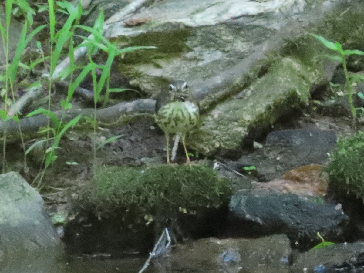 Louisiana Waterthrush - ML618989295