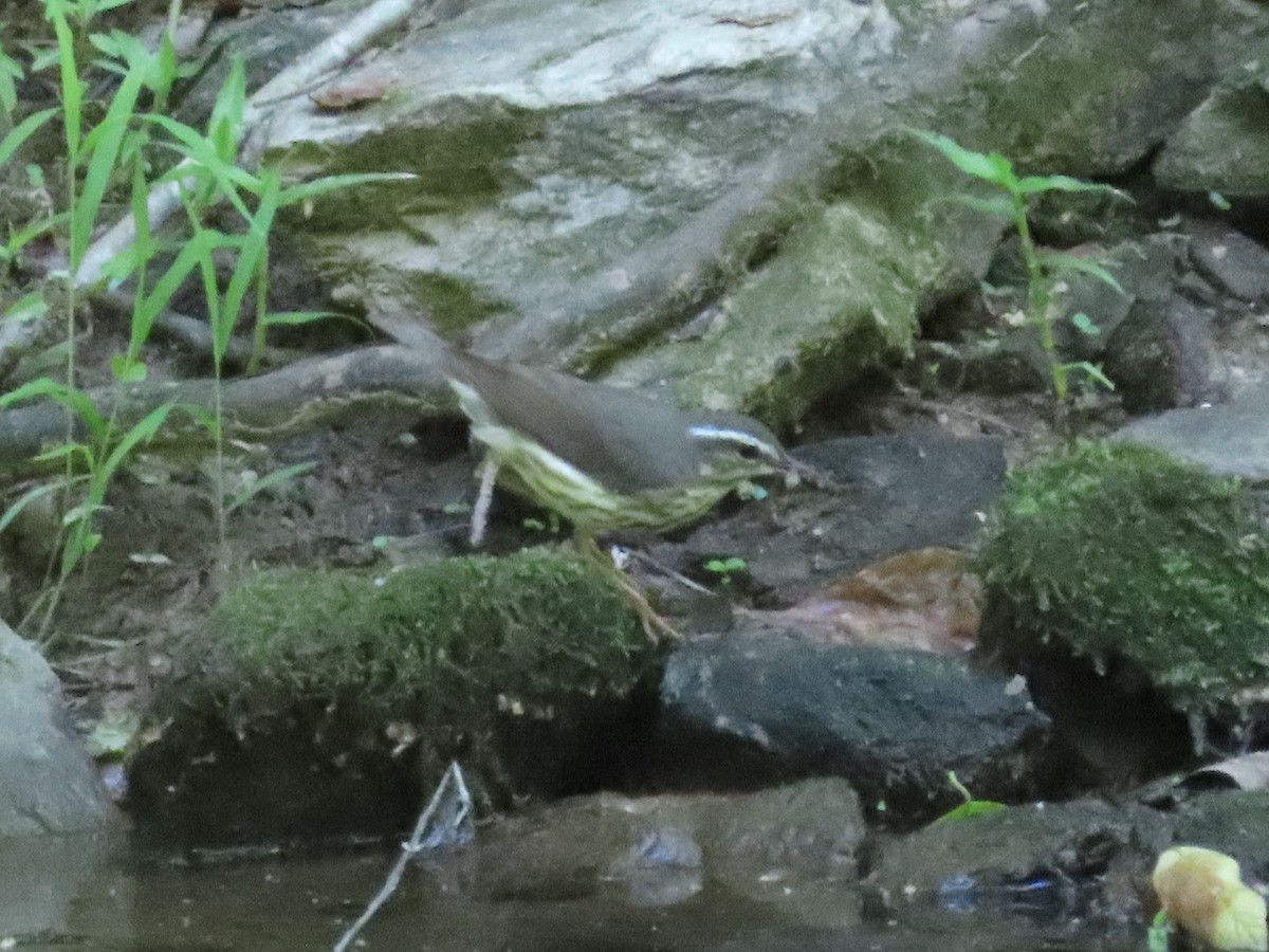 Louisiana Waterthrush - ML618989296