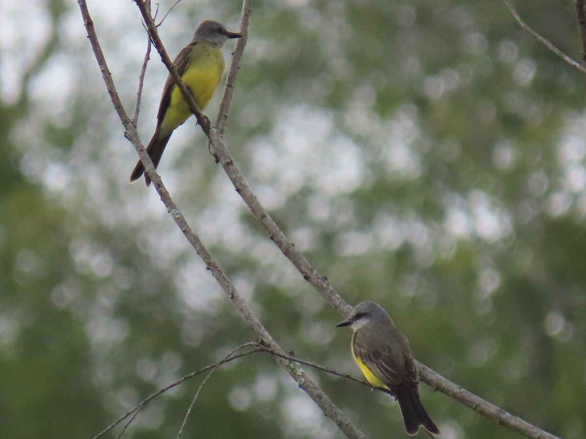 Tropical Kingbird - Sandra Lema