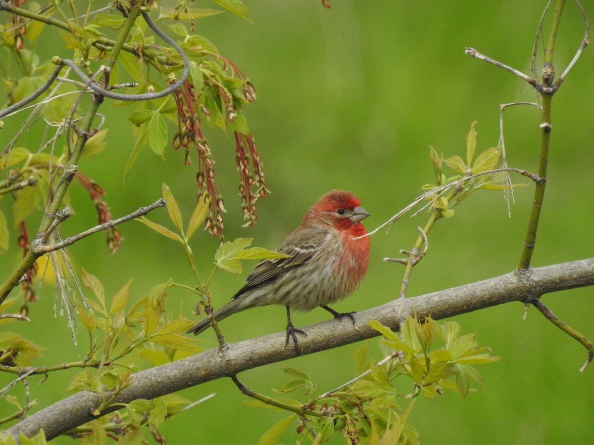 House Finch - ML618989302