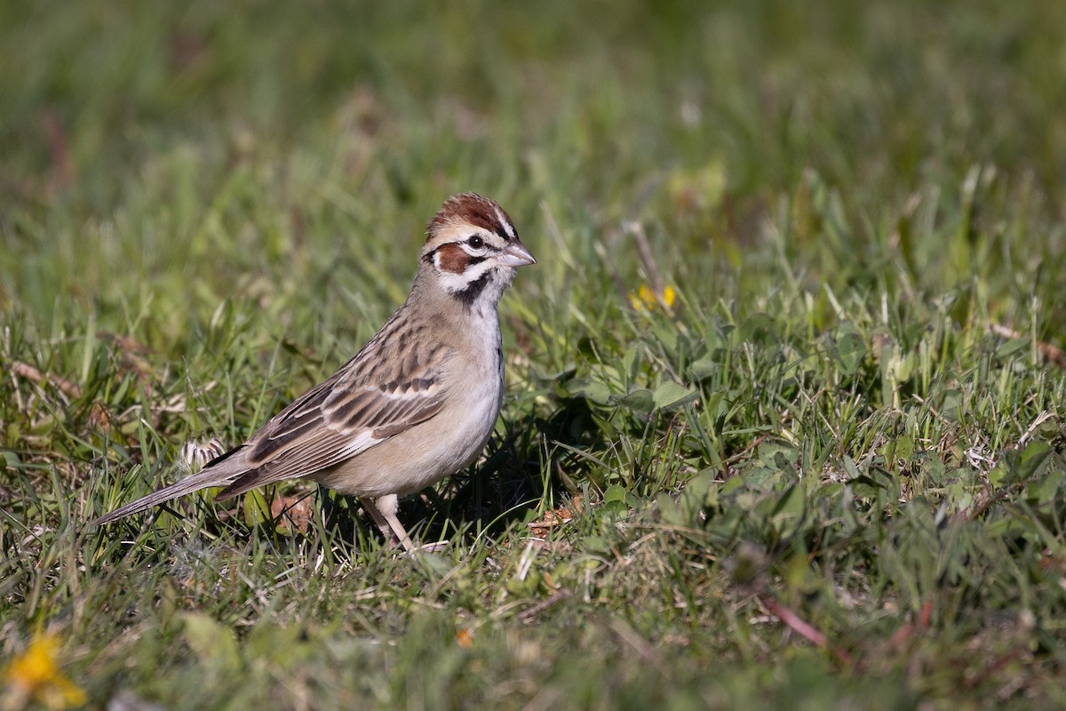 Lark Sparrow - Sam Wilson