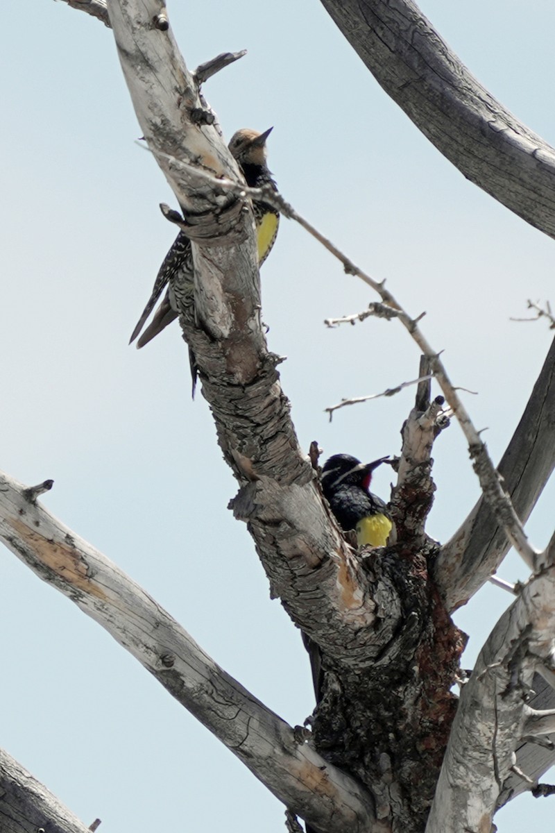 Williamson's Sapsucker - ML618989328