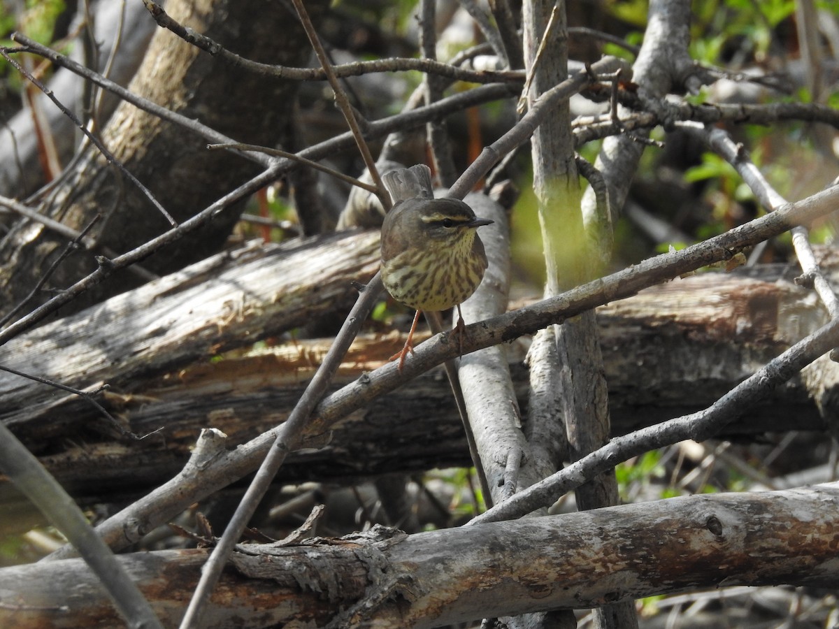 Northern Waterthrush - ML618989331