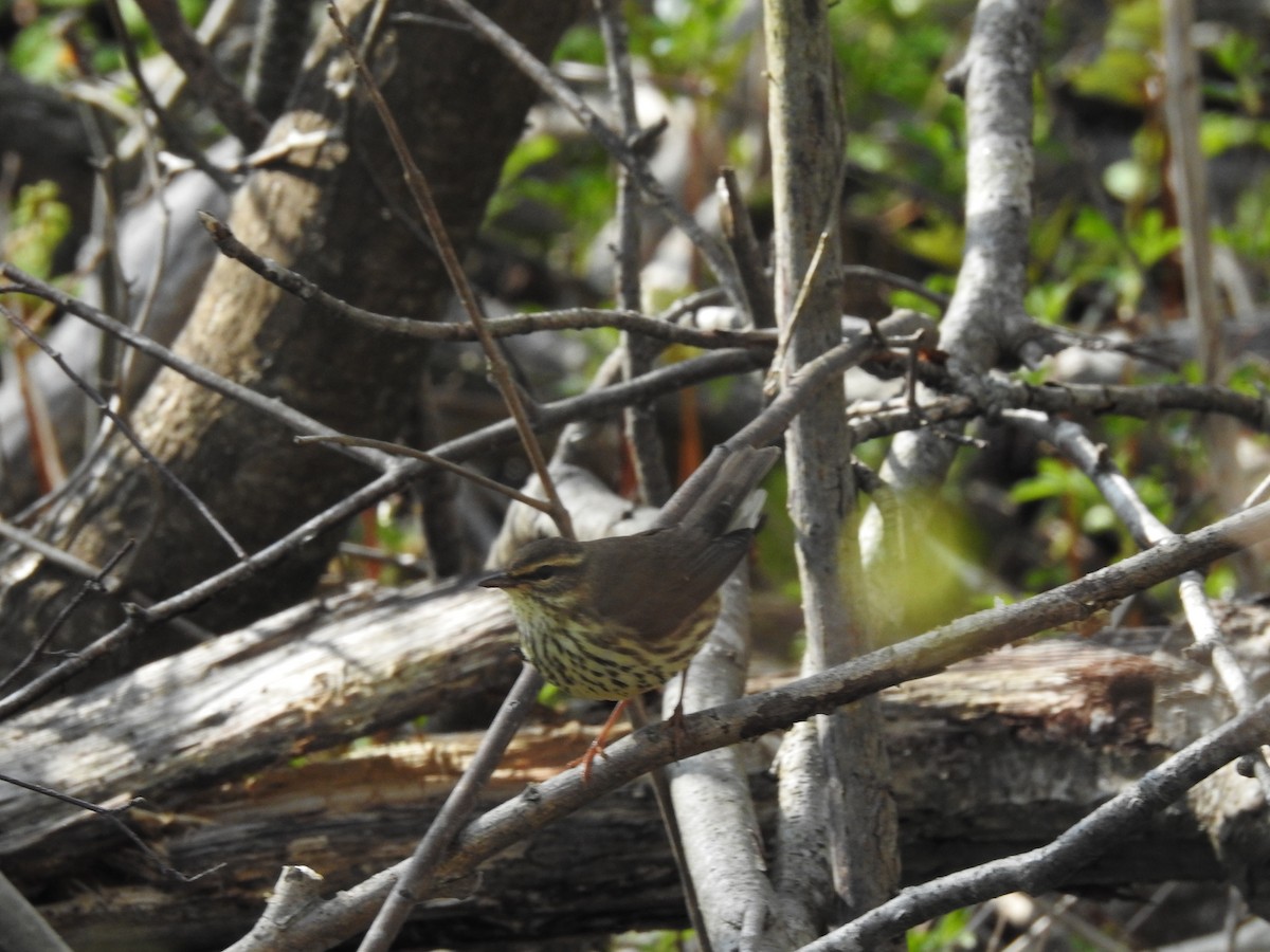 Northern Waterthrush - ML618989337