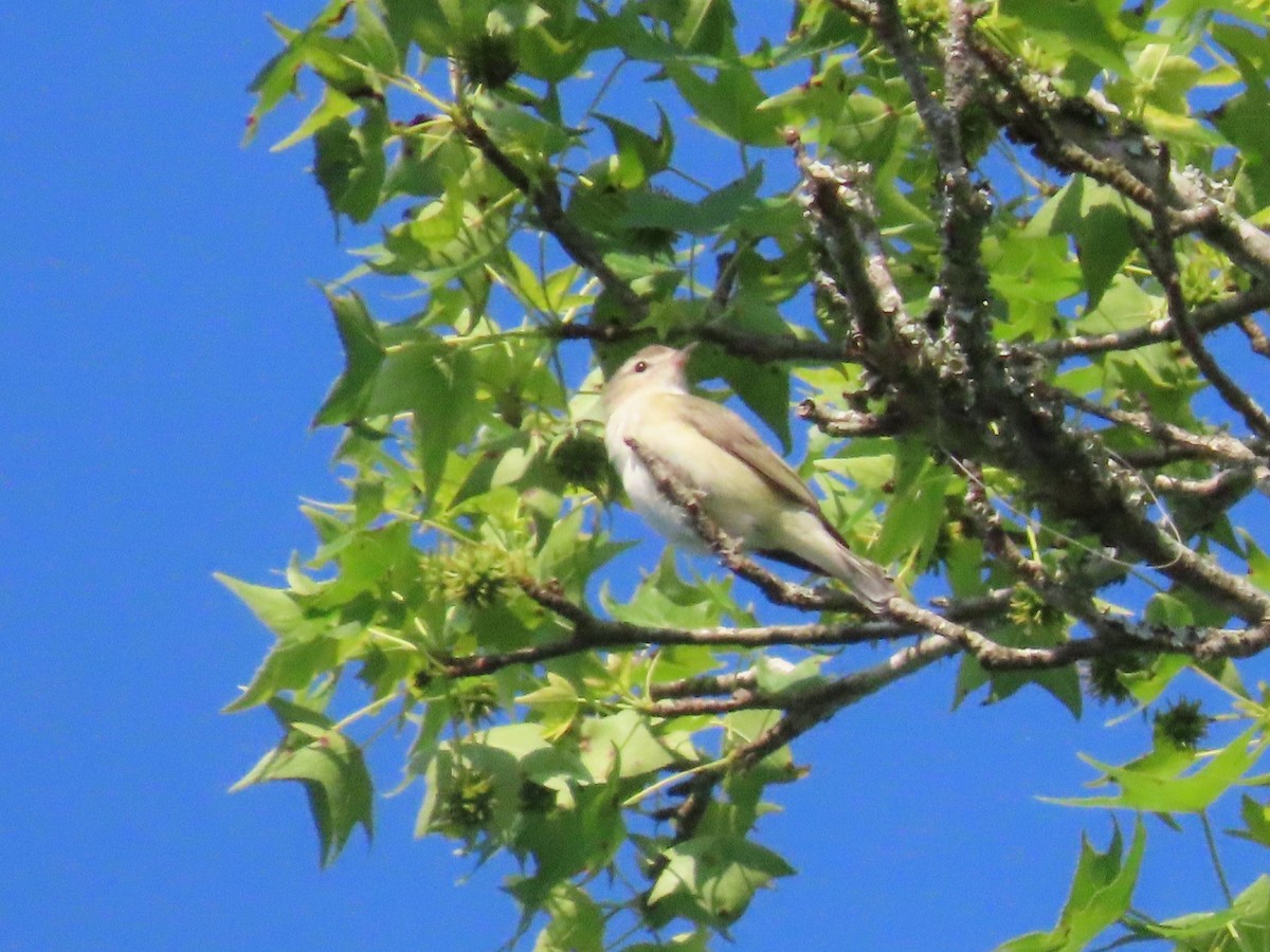 Warbling Vireo - ML618989340