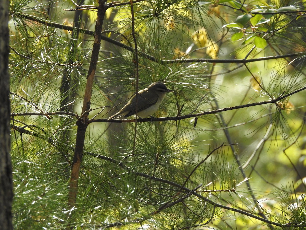 Red-eyed Vireo - ML618989360