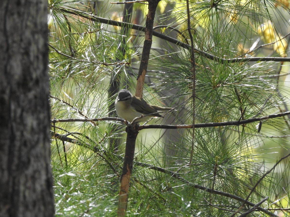 Red-eyed Vireo - Brendan Thomas