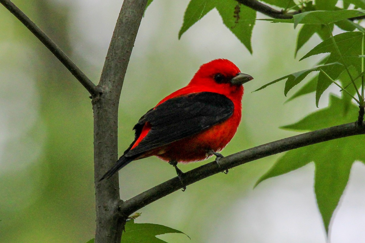 Scarlet Tanager - Jason Lenzi