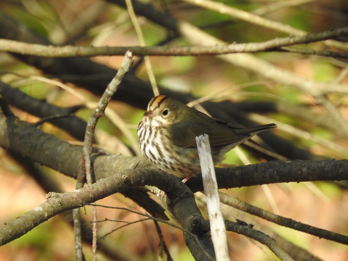 Paruline couronnée - ML618989380