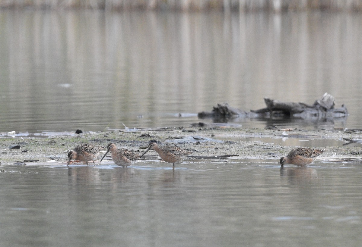 Short-billed Dowitcher - ML618989395