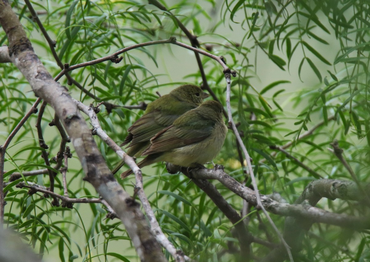 Painted Bunting - ML618989396