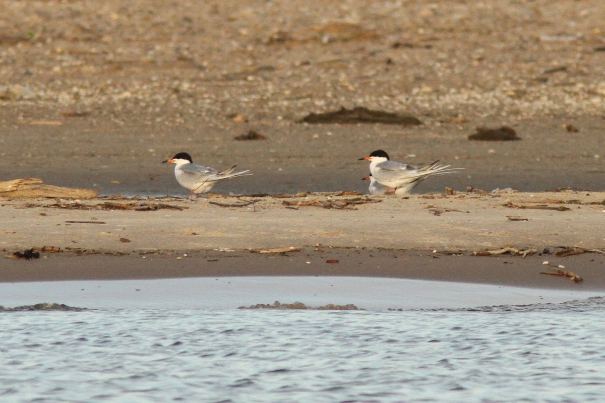 Forster's Tern - Josh Duis