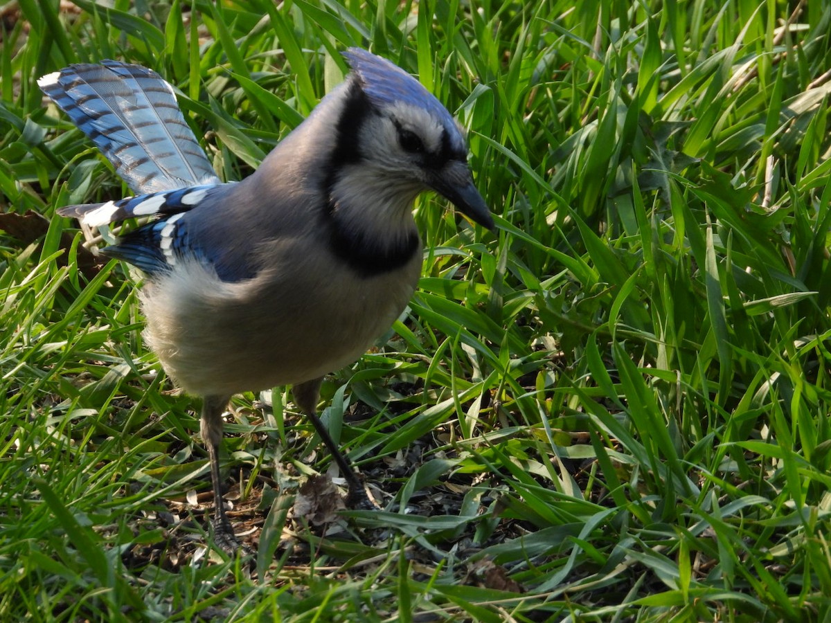 Blue Jay - ML618989463