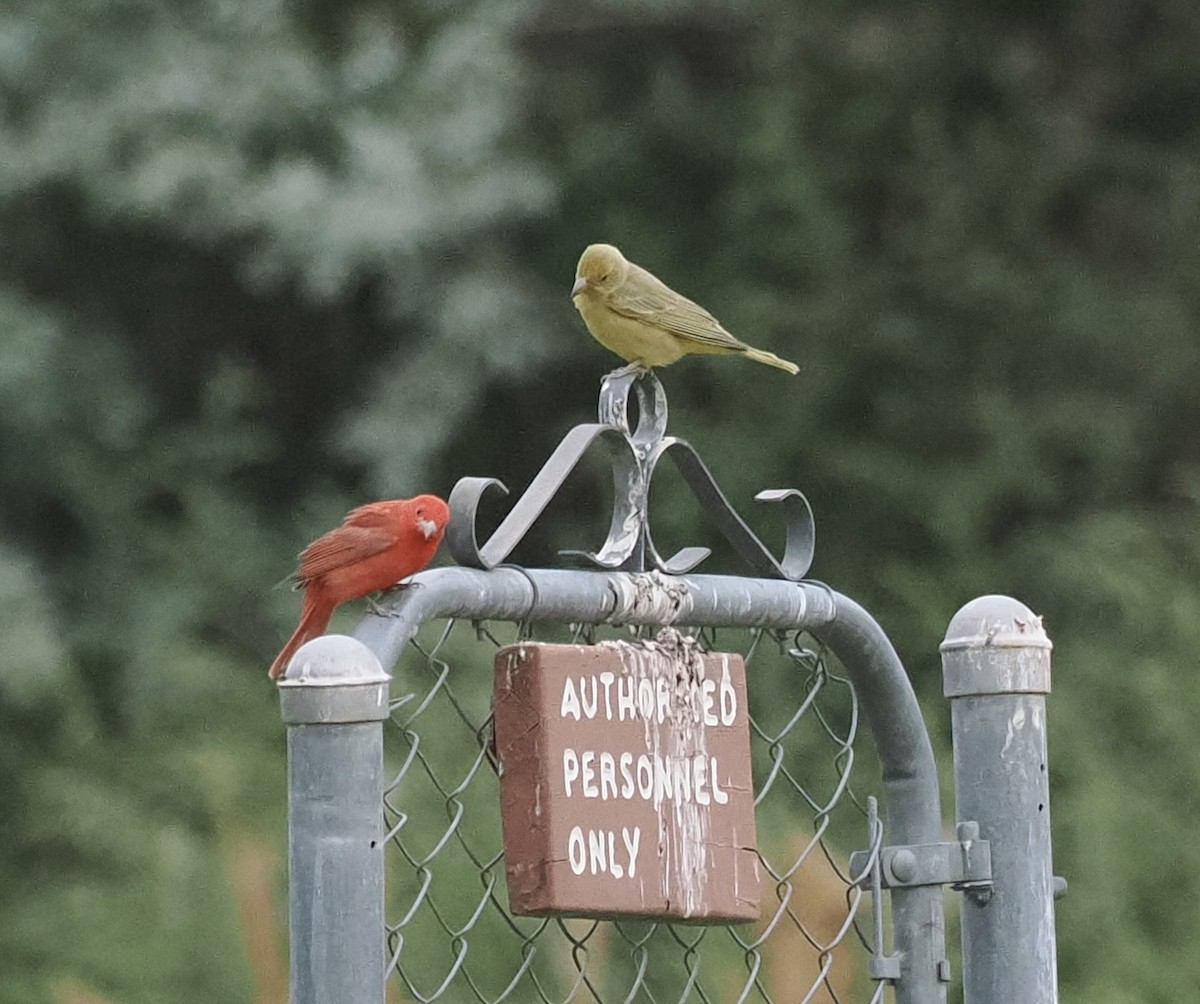 Summer Tanager - Bob Foehring