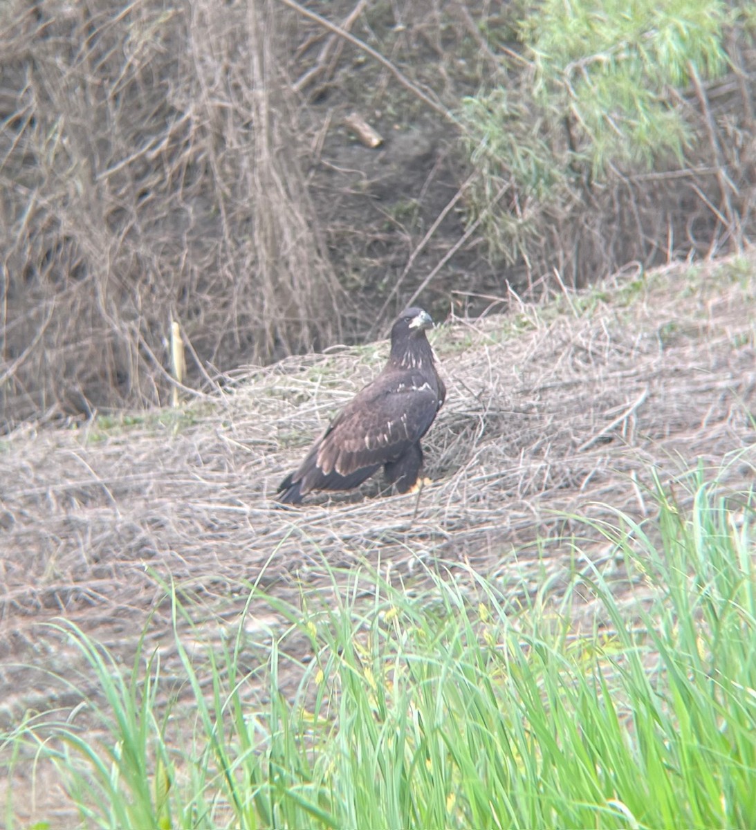 Bald Eagle - ML618989489