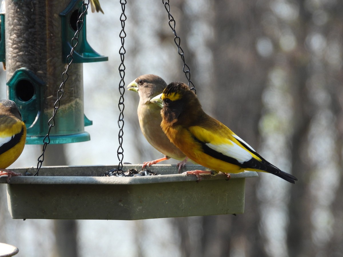 Evening Grosbeak - ML618989495