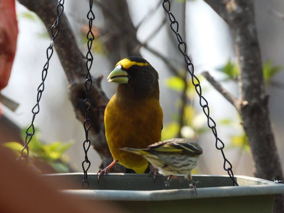 Evening Grosbeak - ML618989496