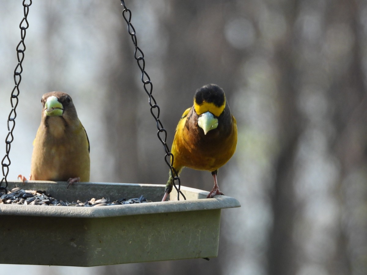 Evening Grosbeak - Heather Dempsey