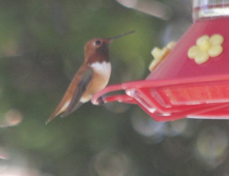 Rufous Hummingbird - ML618989500