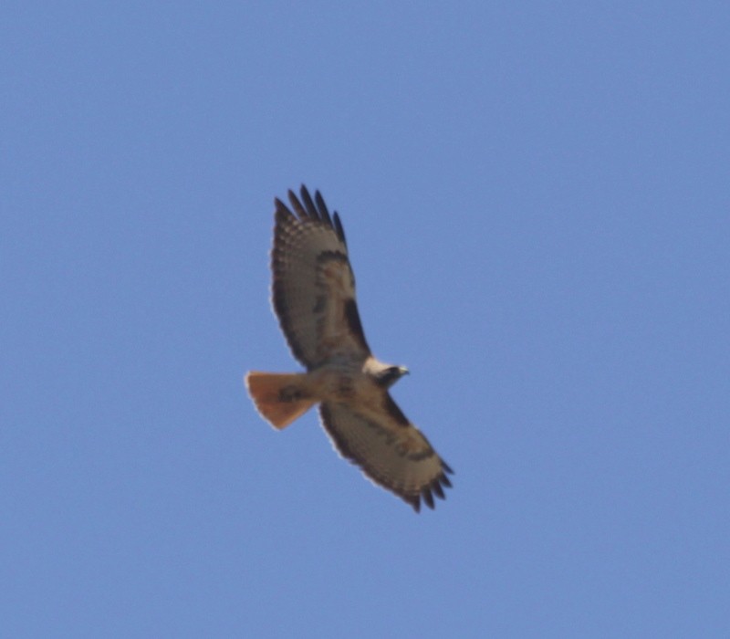 Red-tailed Hawk - suga moriwaki