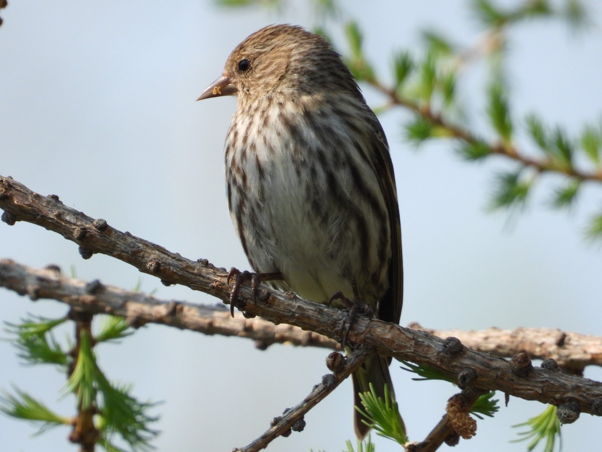 Pine Siskin - Heather Dempsey