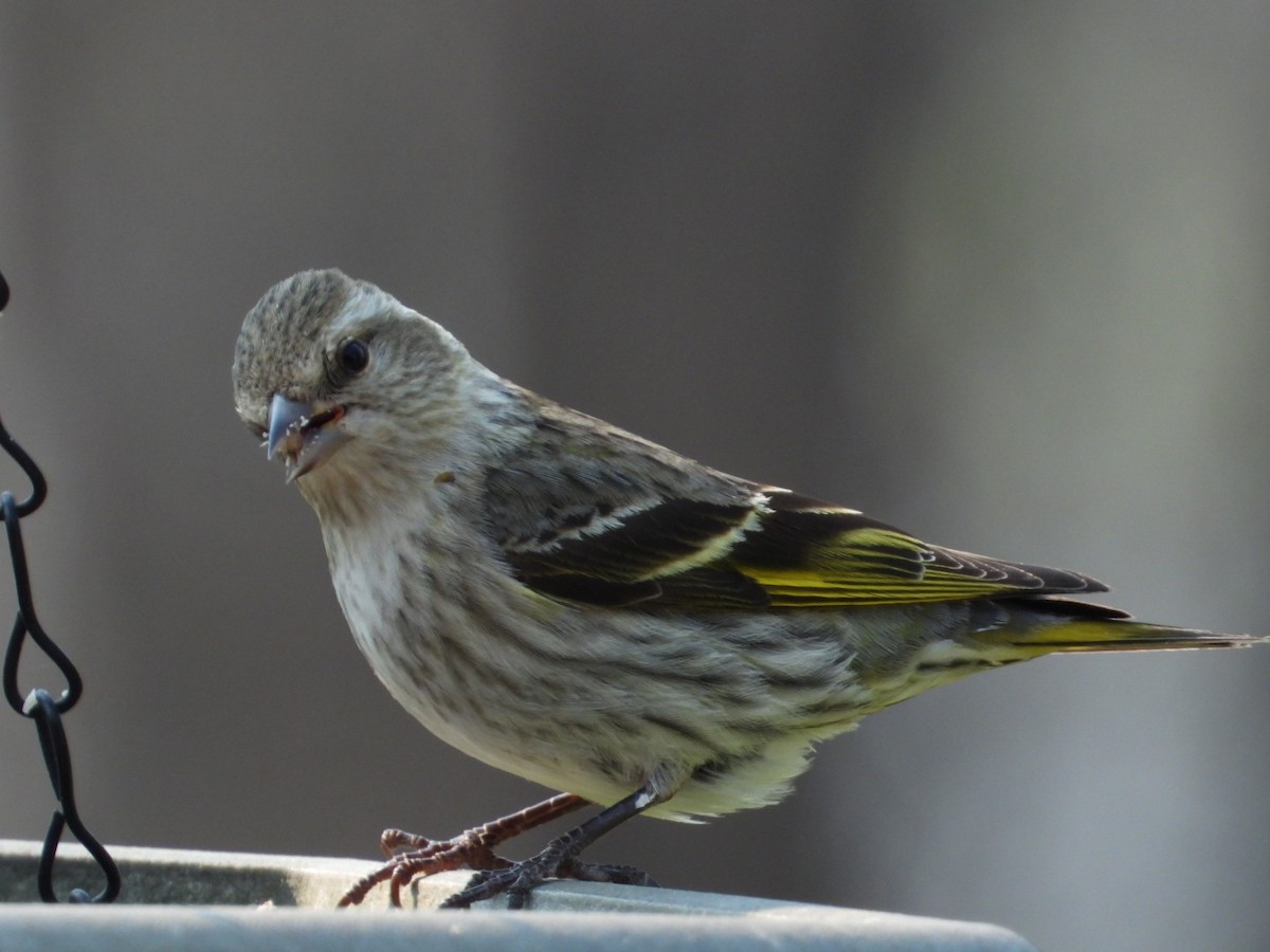 Pine Siskin - Heather Dempsey