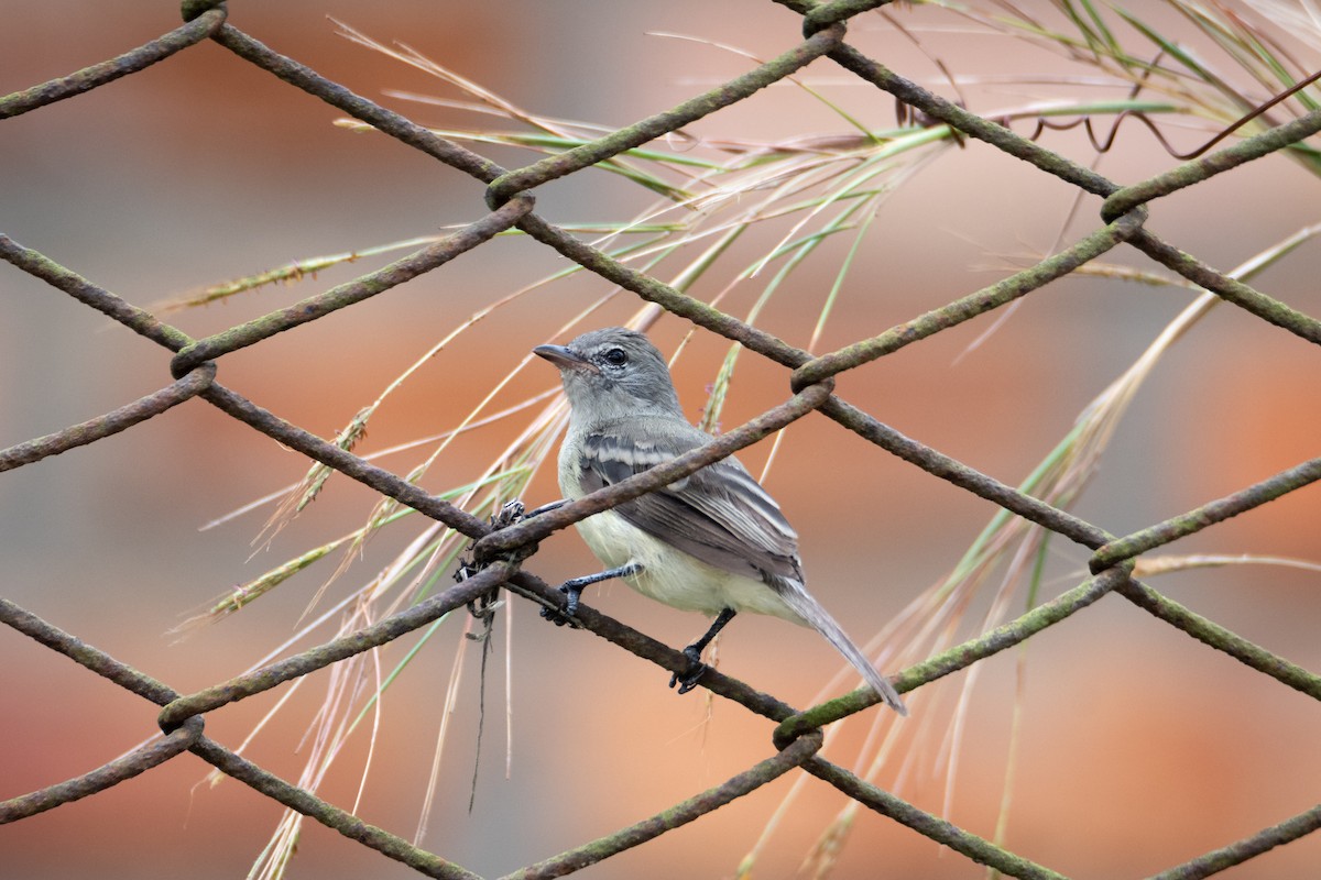 Lesser Elaenia - Luisa Pazmiño Santos