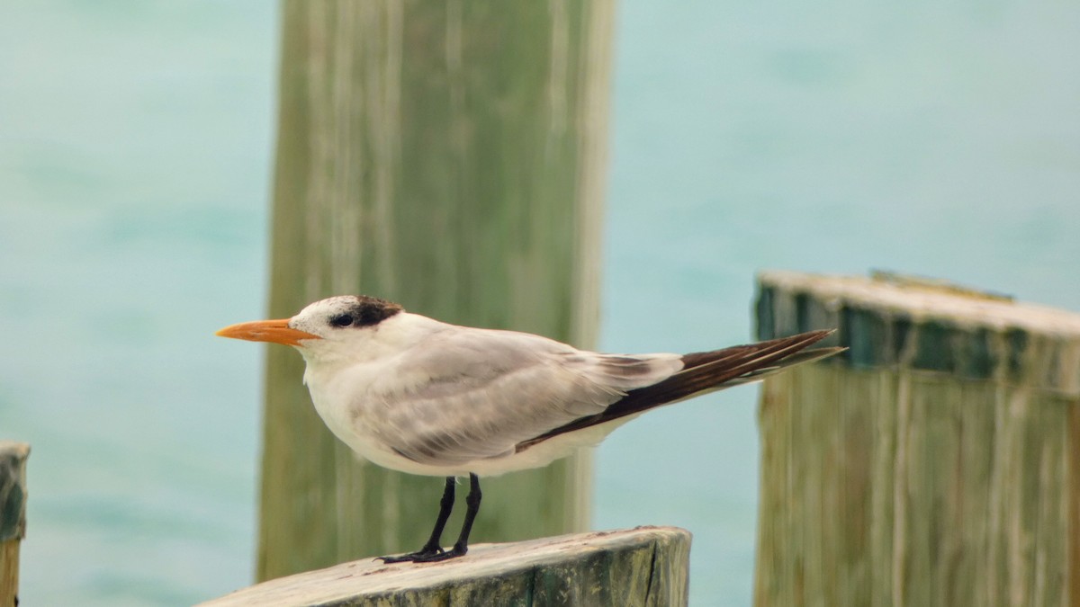 Royal Tern - John Pool