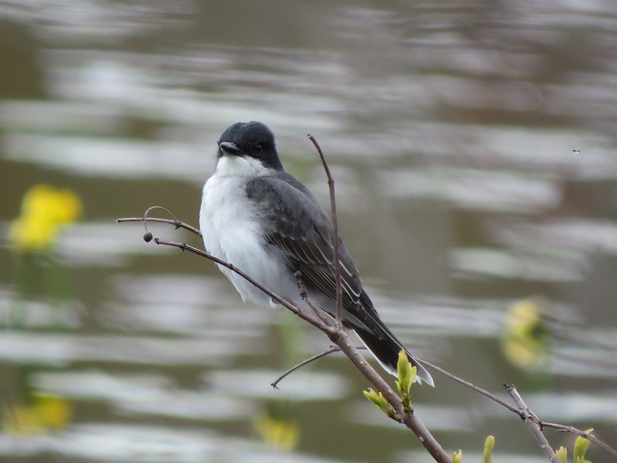 Eastern Kingbird - ML618989593