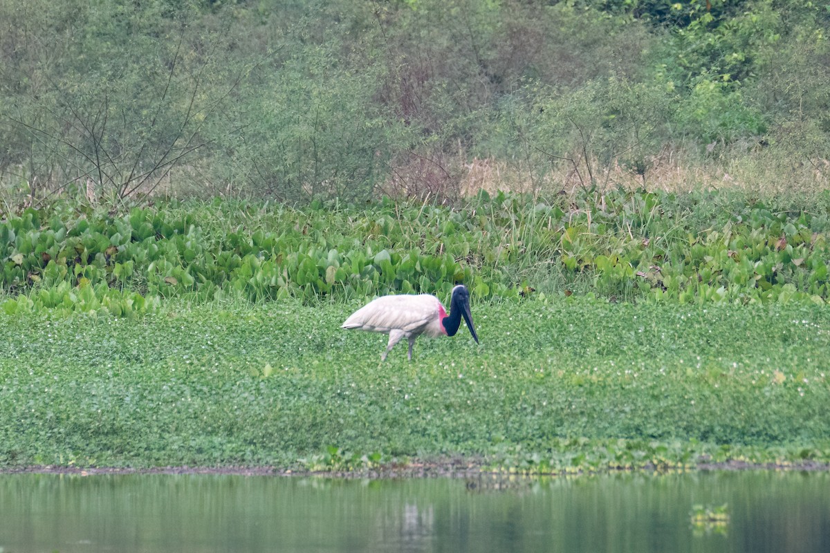 čáp jabiru - ML618989602